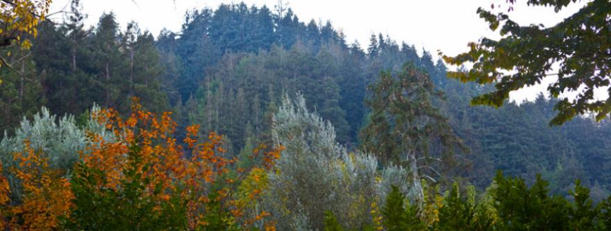 Hillside Trees