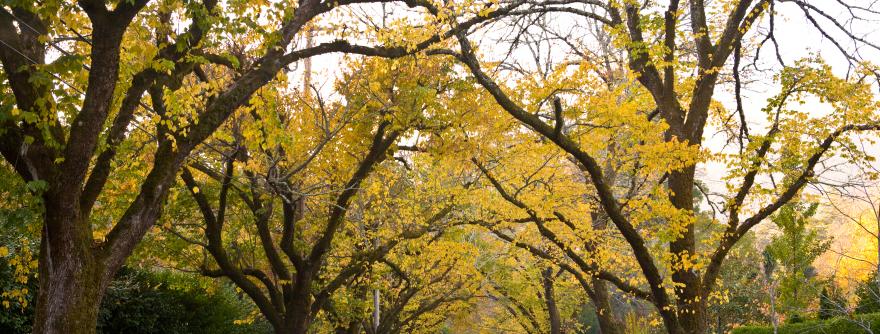 tree canopy