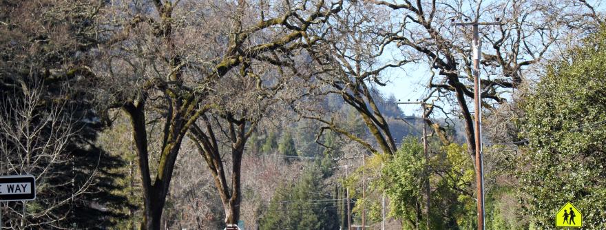 Lagunitas Road