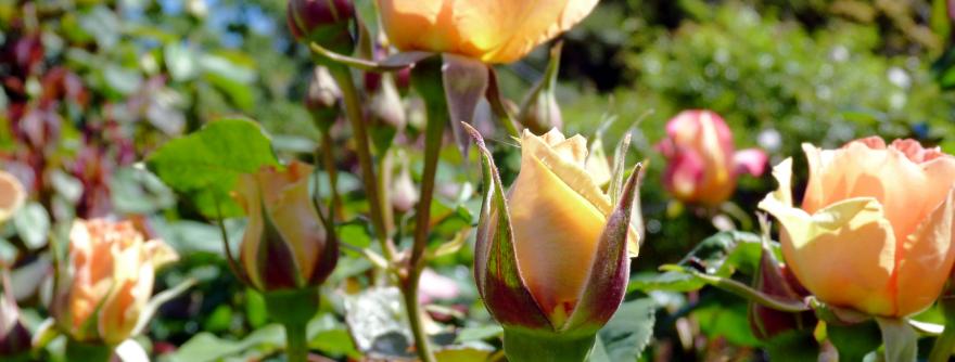 MAGC Roses