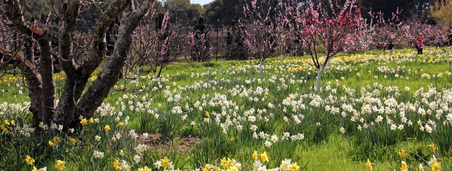 Field Flowers