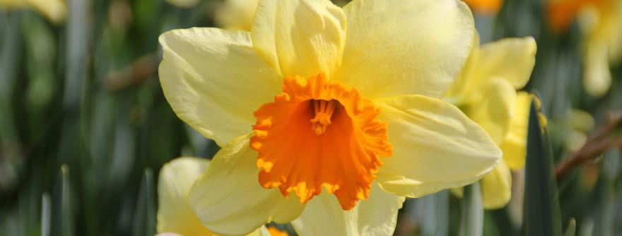 Daffodil
