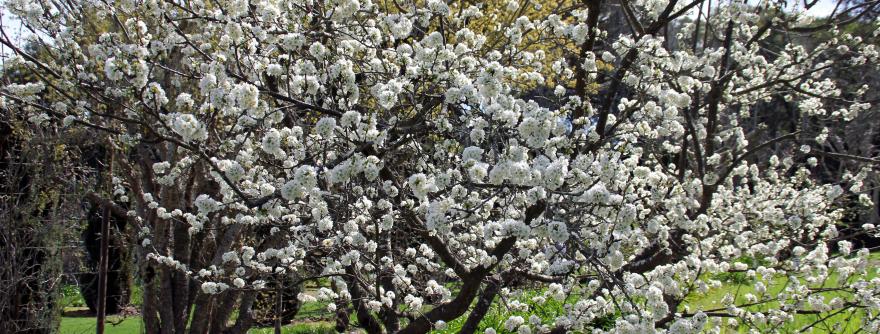 Dogwood