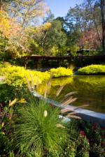 pond