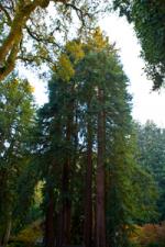 Redwoods